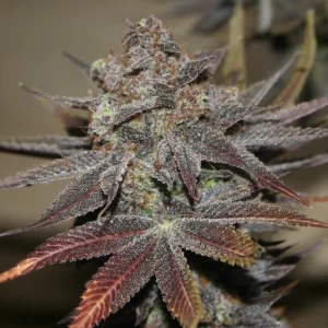 Purp-O-Loco