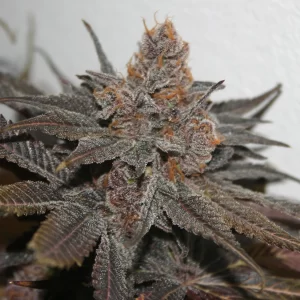 Alternative view of Purp-O-Loco