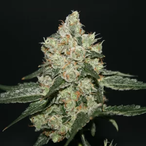 Sherberry Blizzard