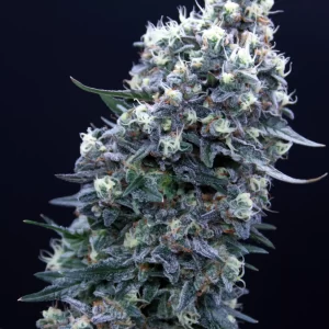 Alternative view of Sherberry Blizzard