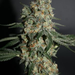 Snowberry