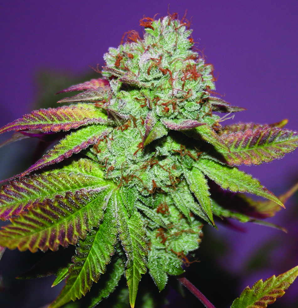 Comeback Kush - Image 3