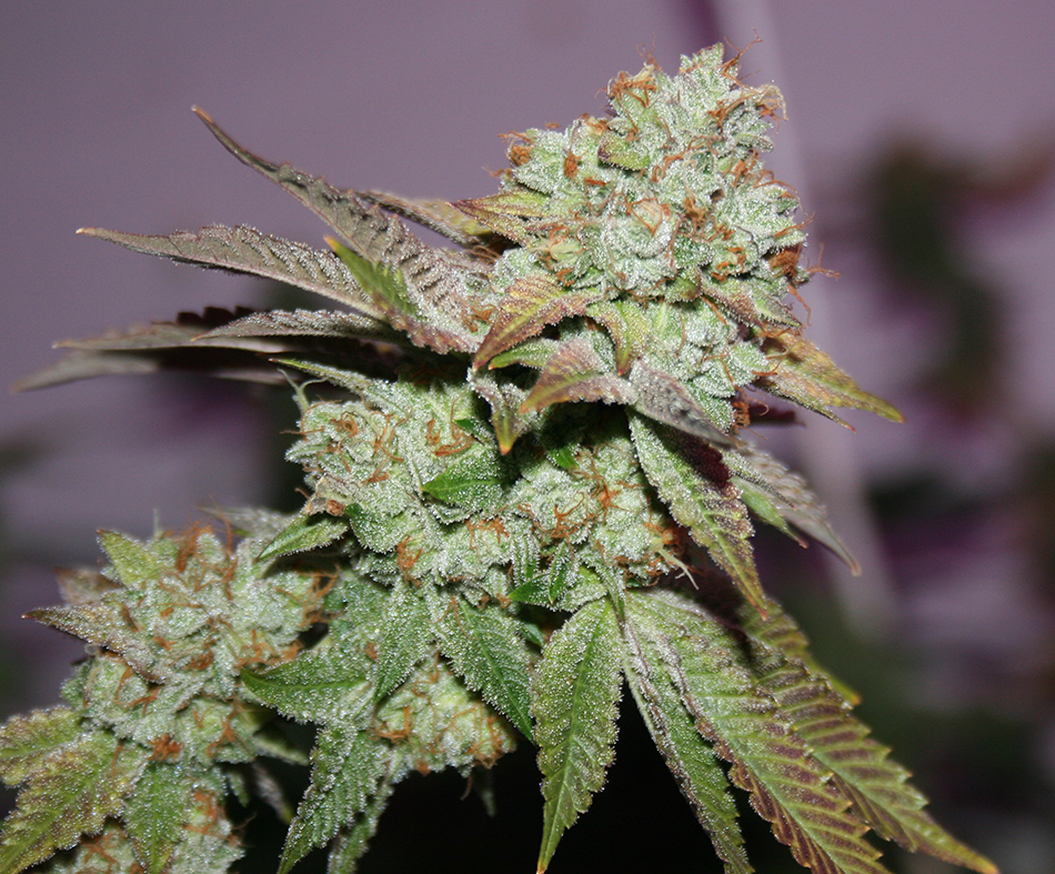 Comeback Kush - Image 4