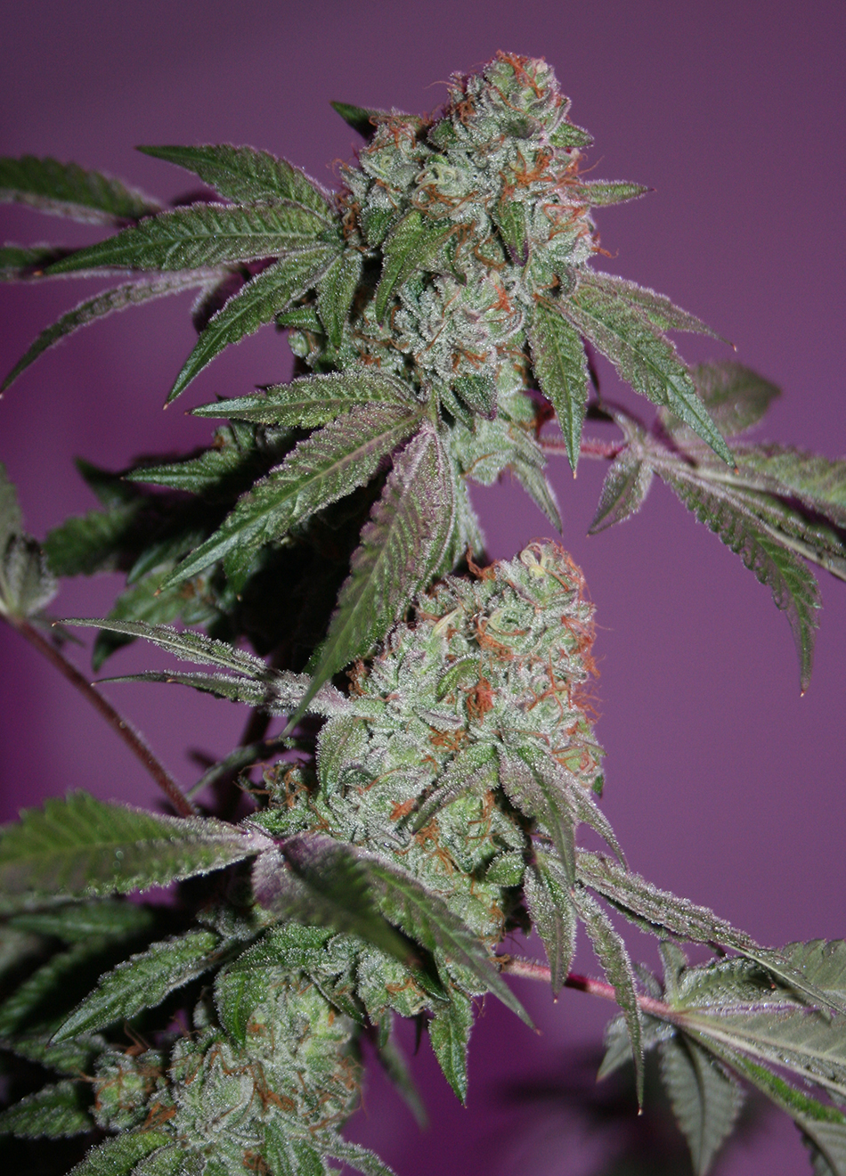Comeback Kush - Image 5