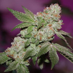 Comeback Kush