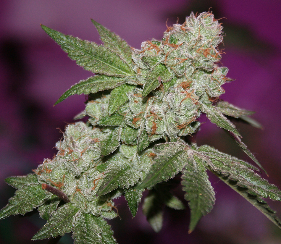 Comeback Kush