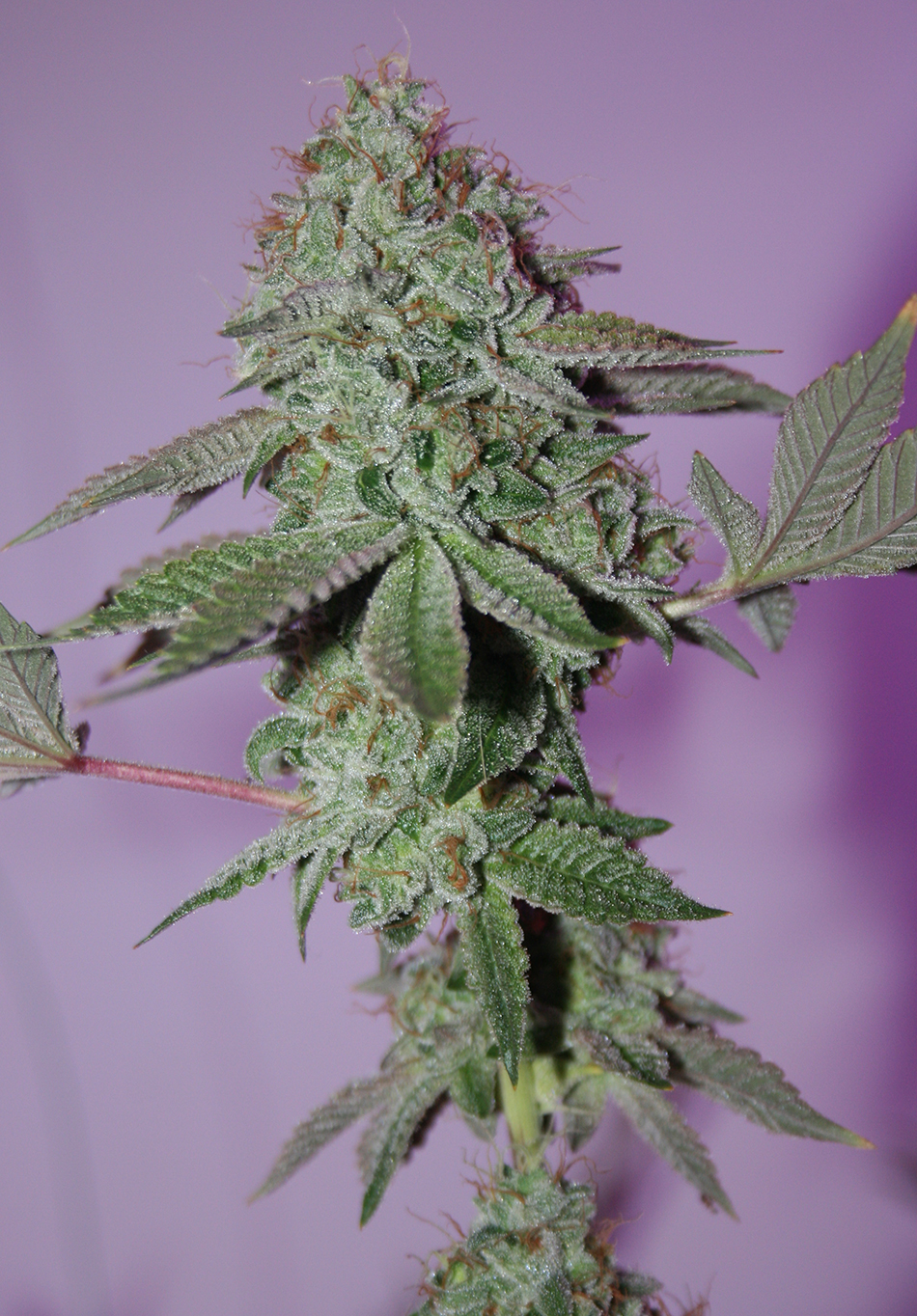 Comeback Kush - Image 7