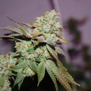 Alternative view of Comeback Kush