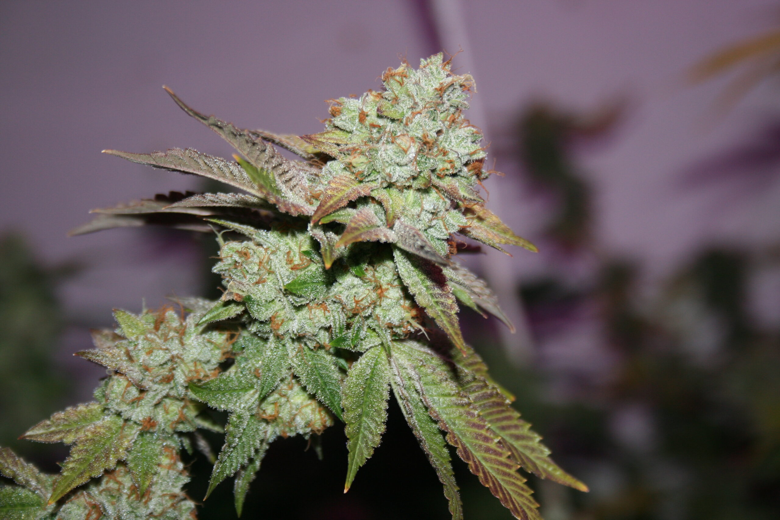Comeback Kush - Image 2