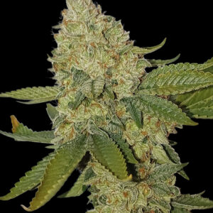 Heavy Gas (Comeback Kush #77 F2)